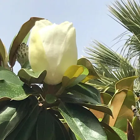 Benjamin * שיקלי